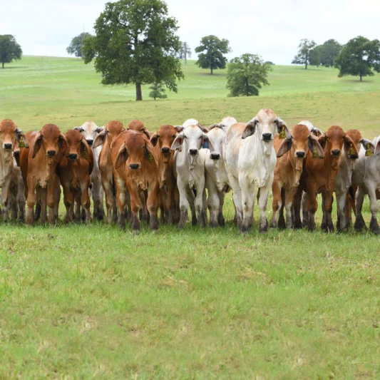 50healthy heifers and calves readily available 