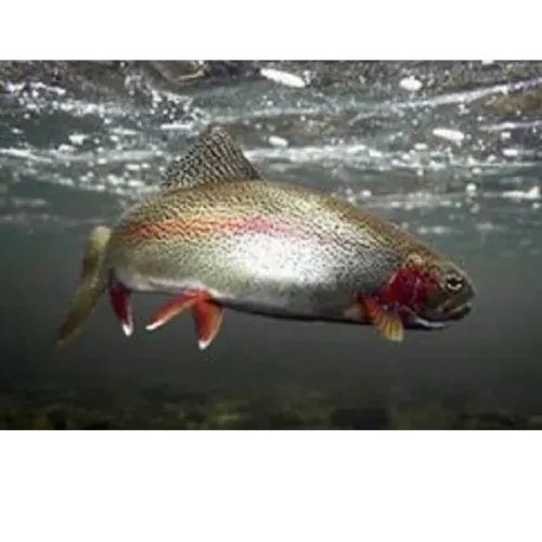 Trout commercial in live or not groaned