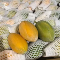 Fresh Papaya from Vietnam