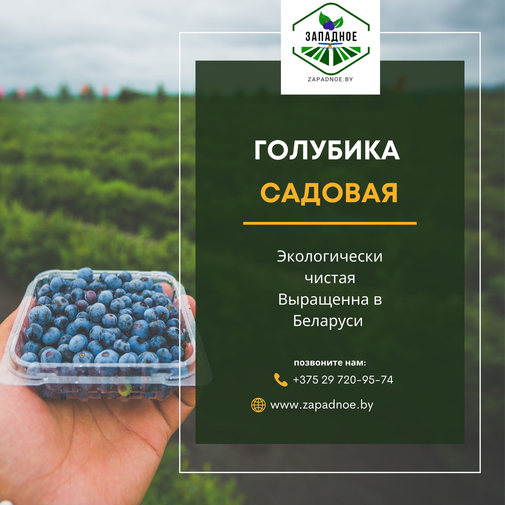 ООО Западное 