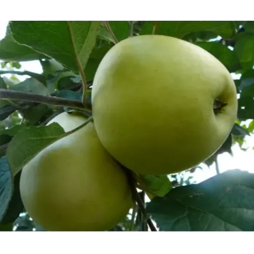 Antonovka Apple Tree