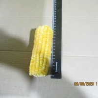 Frozen maps of corn