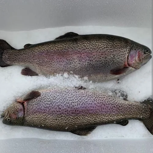 CHILLED TROUT