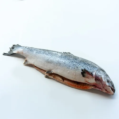 Salmon (salmon)