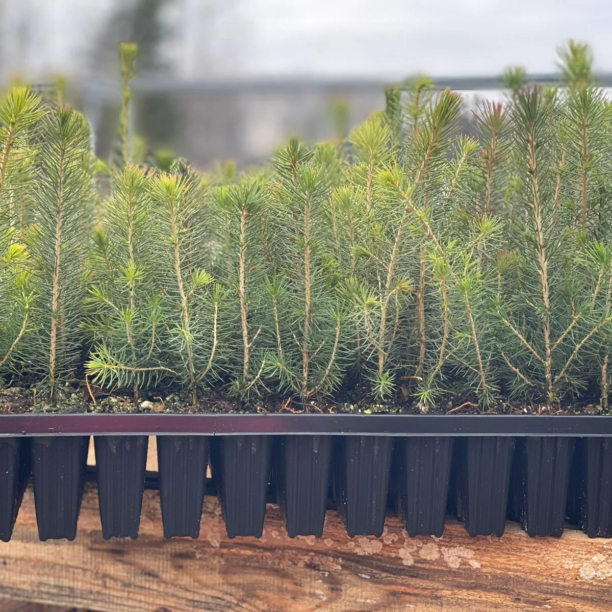 Seedlings of European spruce with a closed root system (ZKS)