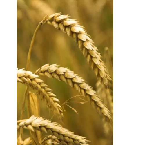 Семена пшеницы Гомер
