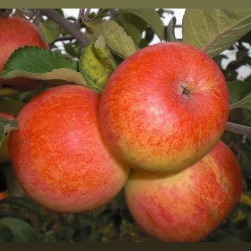 Apple tree grade Souvenir Altai