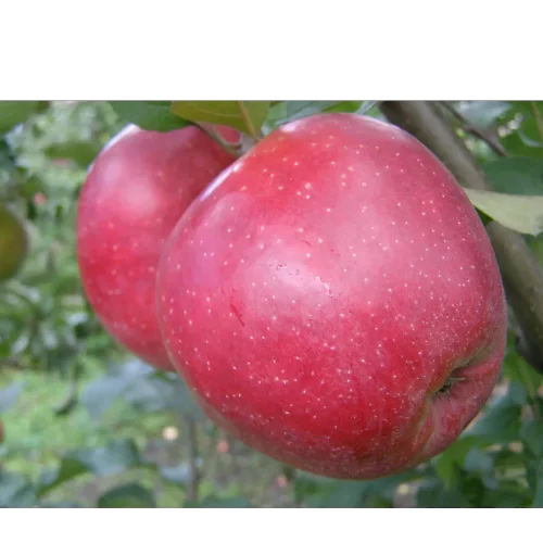 Apple tree ed Jonaprints