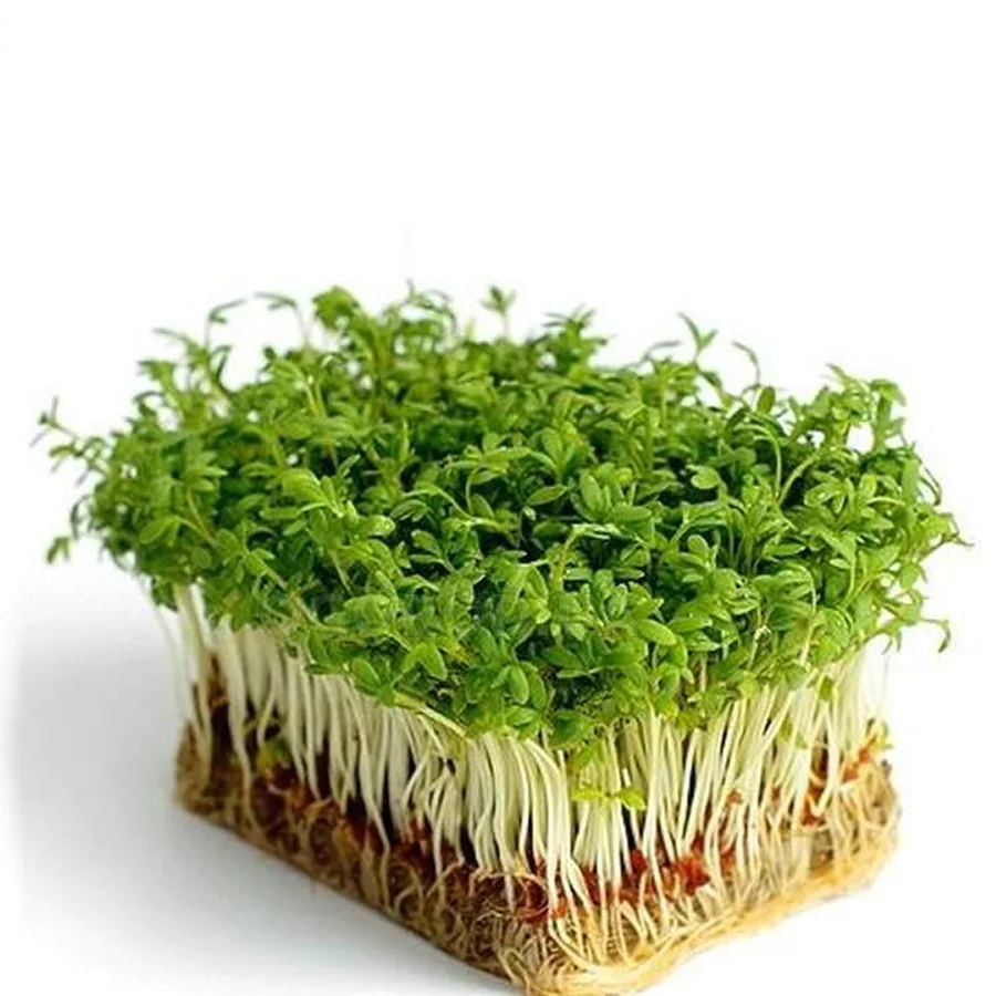 Микрозелень Кресс-салат 80 гр