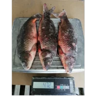 Fish in assortment with / m