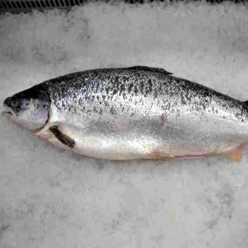 Chilled salmon (Murmansk)