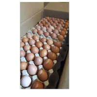 Яйца столовые С1