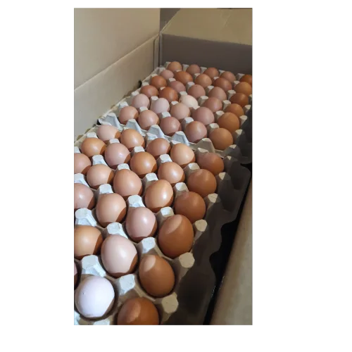 Яйца столовые С1
