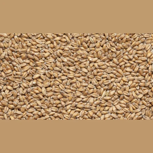 Malt wheat 25 kg