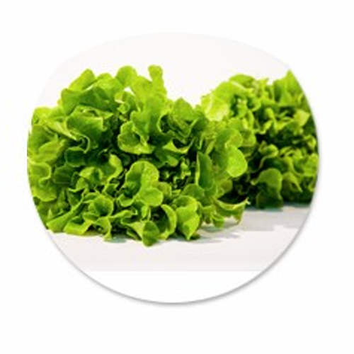 Fresh Dollant Green Salad