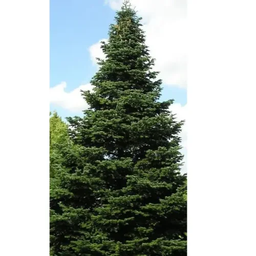 Common spruce (molded, fluffy, large-sized)