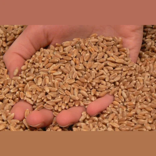 Seeds of wheat