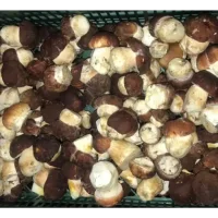 White mushrooms fresh