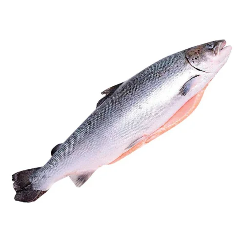 Fresh-frozen salmon