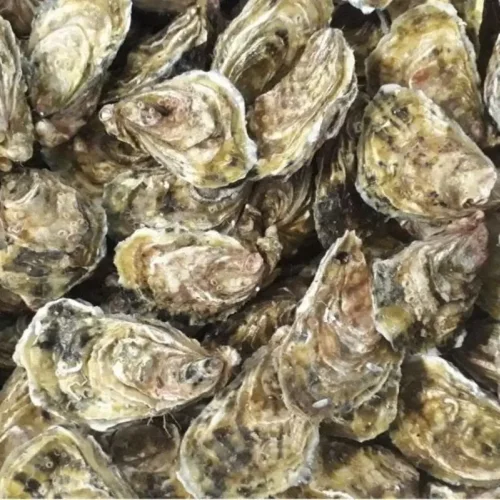 Oysters Fin De Cler (France)
