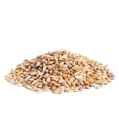 Barley in grains
