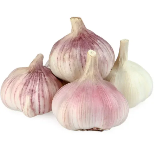 Garlic fresh