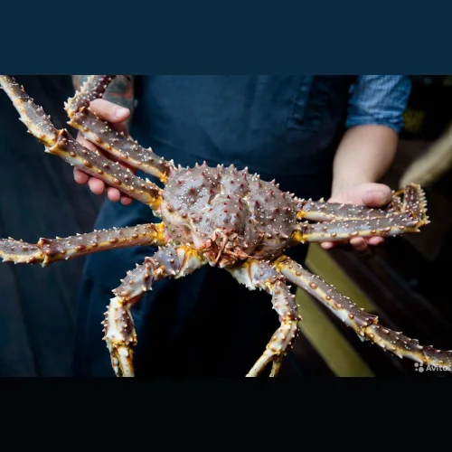 Kamchatka Far Eastern Live Crab wholesale
