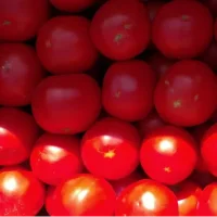 Tomatoes (Tomatoes) wholesale from the field