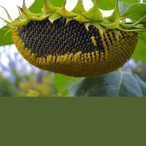 Seeds of sunflower hybrids Syngenta buy Suomi Suzuka Sumatra Sumiko Suberic 