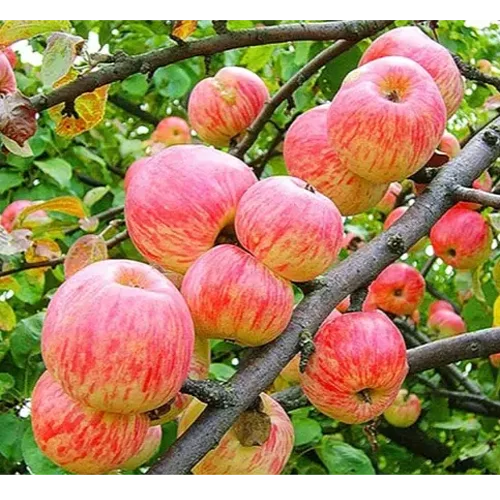 Apple Tree Apple saved