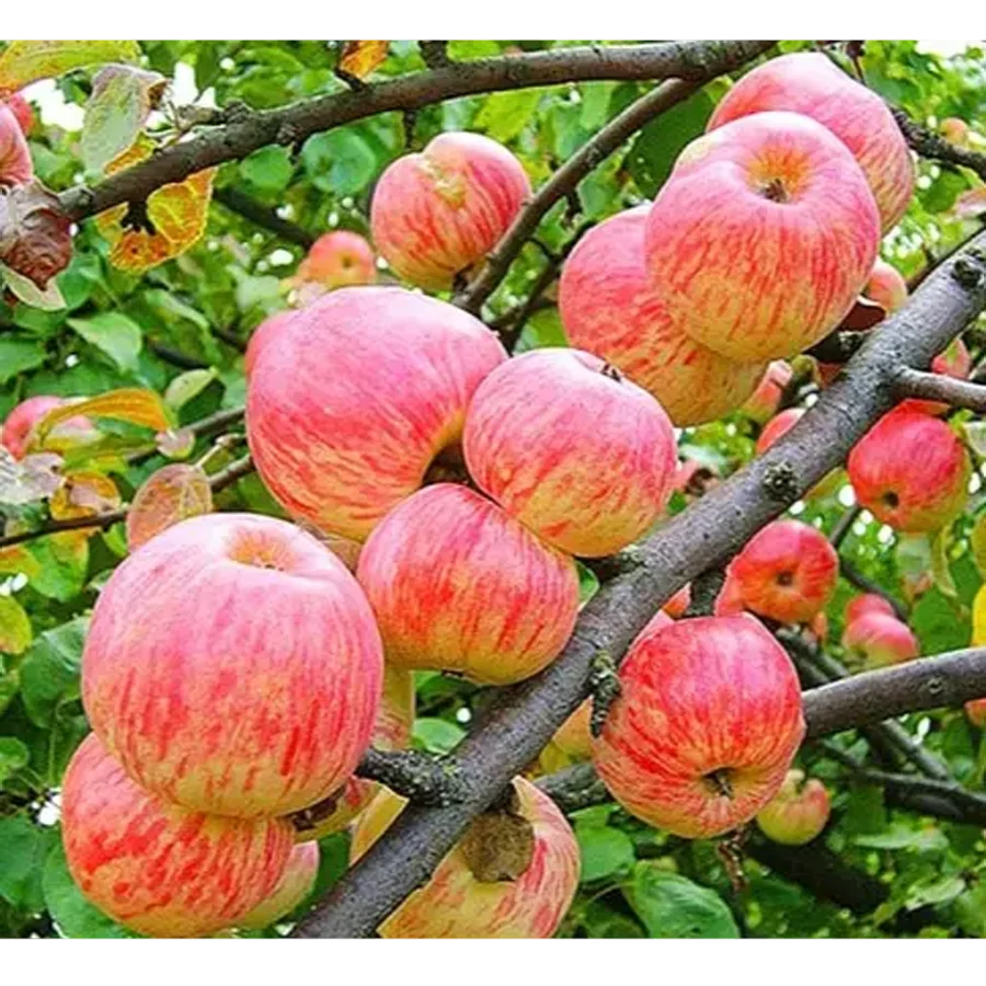 Apple Tree Apple saved