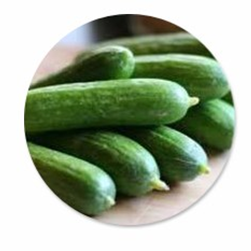 Solid medium cucumbers