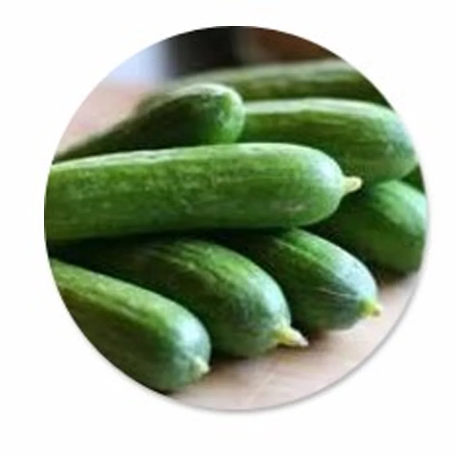 Solid medium cucumbers