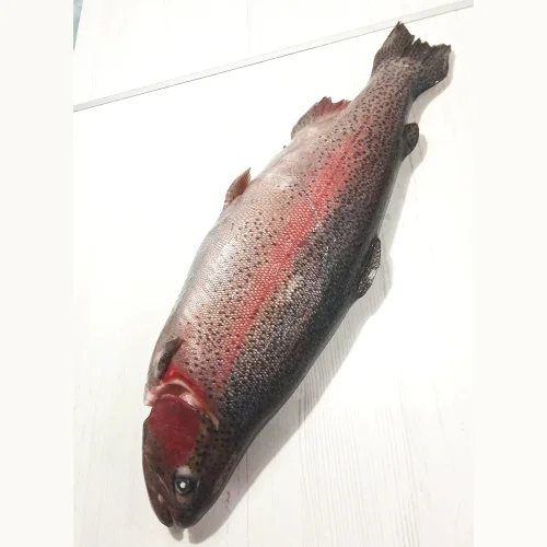 Trout North