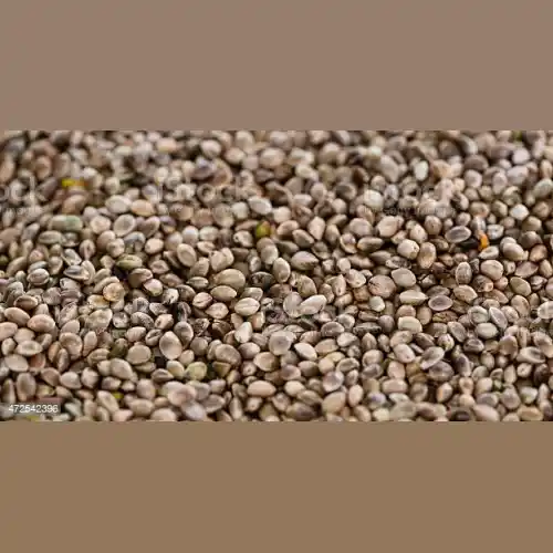 Семя конопляное купить в москве урбеч из конопляных семян польза и вред