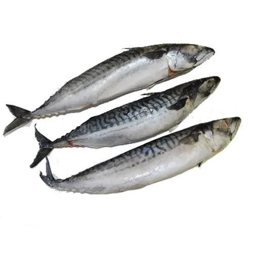 Fresh-frozen mackerel