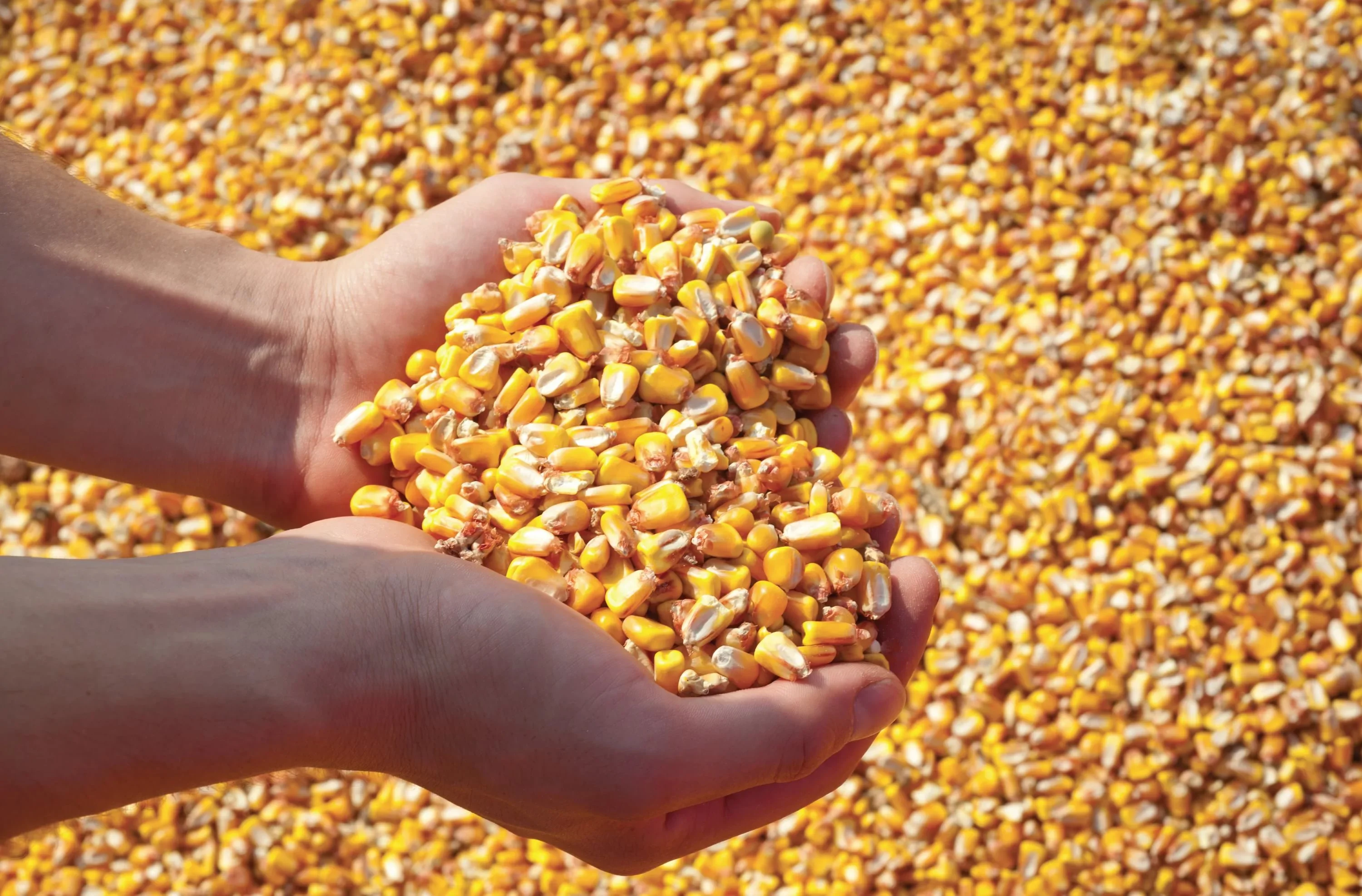 Corn grain - valuable high-energy concentrated feed, in terms of digestibil...