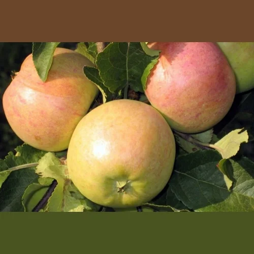 North Sinap Apple