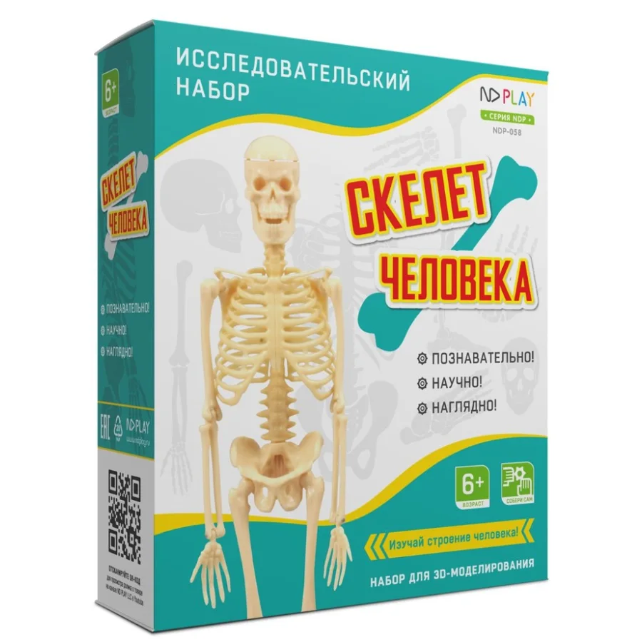 Research set of human skeleton