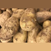 Potato Gala