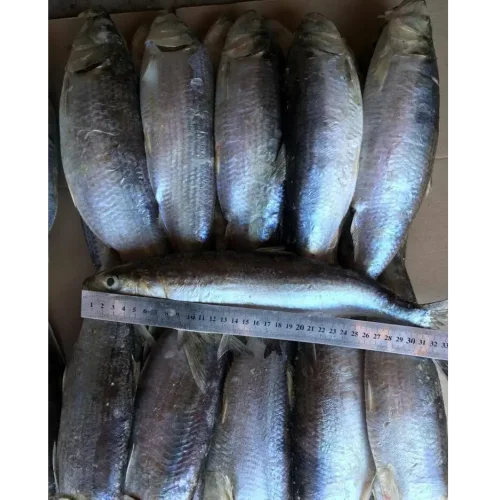 Caspian herring (Puzanok)