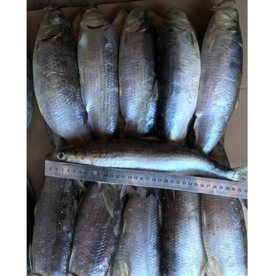 Caspian herring (Puzanok)