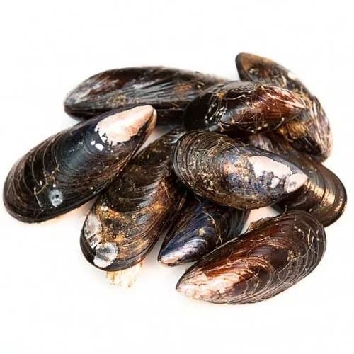 Mussels are alive (4-6 cm.)