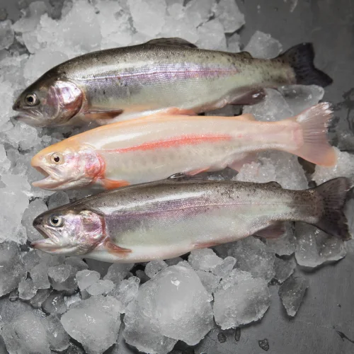 Fresh-frozen trout with head