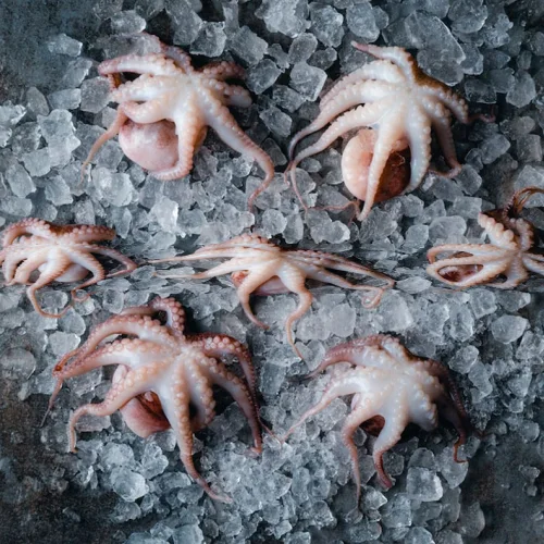 Freshly frozen octopus