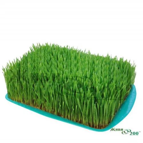 Wheat sprouts on a tray