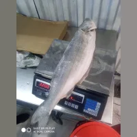 Рыба Сибас 2+