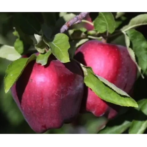 Apple Tree Red Delicious