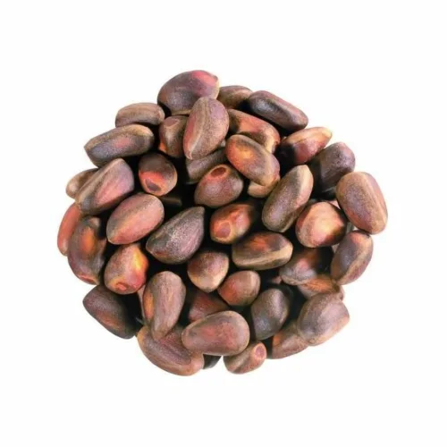 Cedar nut in a shell