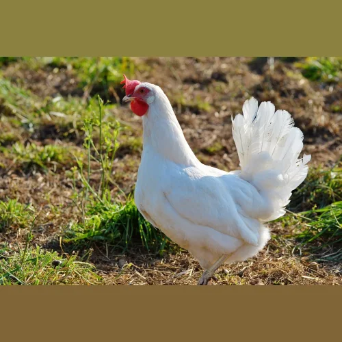 Incubation Egg Chicken Highsex White